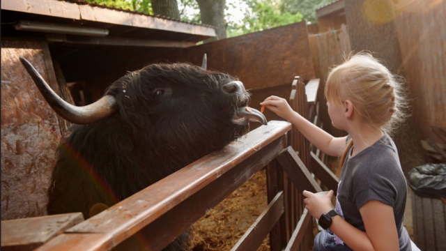Дракони, екстрим і зоопарк: як відпочити на ВДНГ ВДНГ, зоопарк